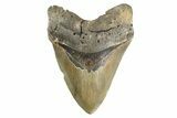 Serrated, Fossil Megalodon Tooth - North Carolina #346320-1